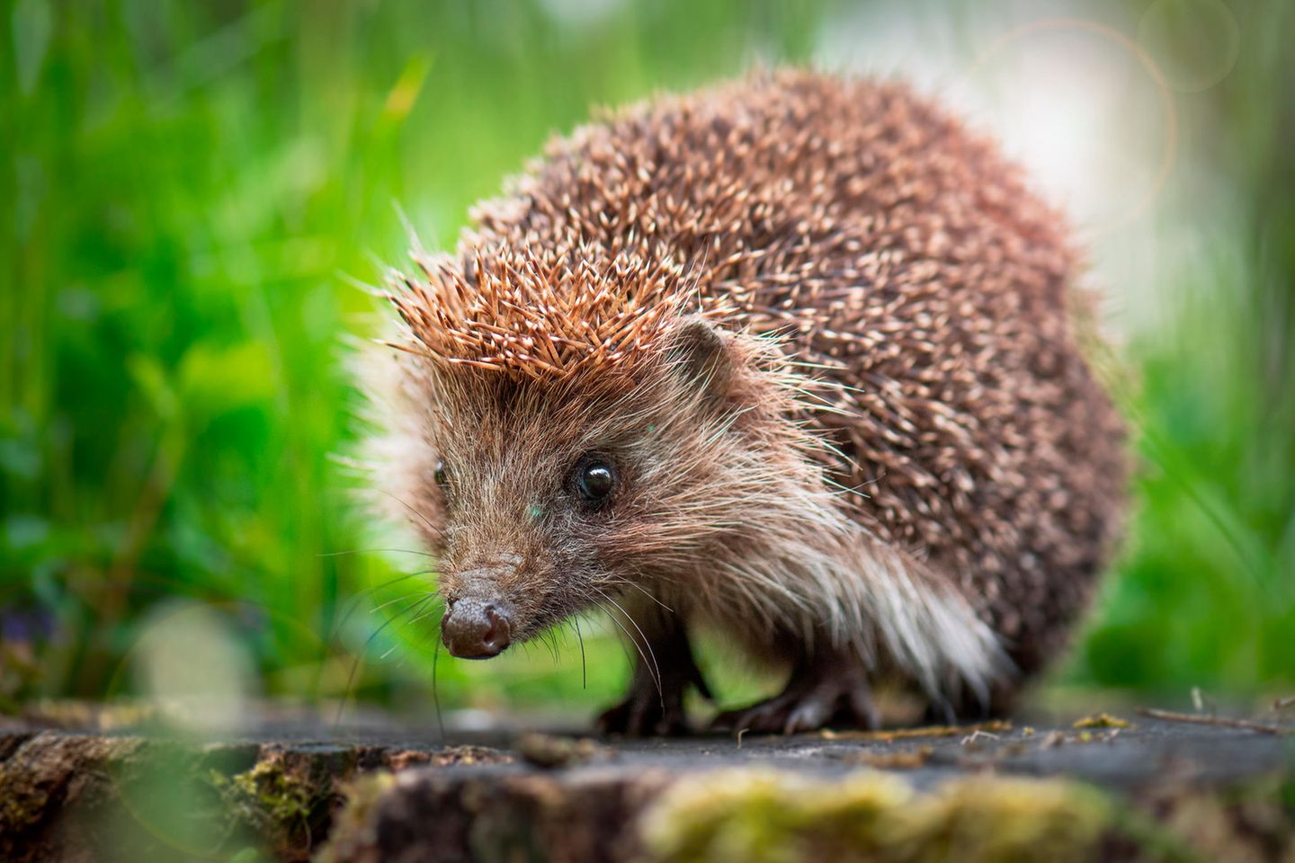 igel.jpg (167 KB)
